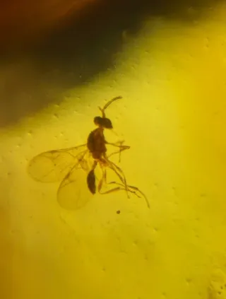 Insectos Fósil en Ámbar, 10/15/28.