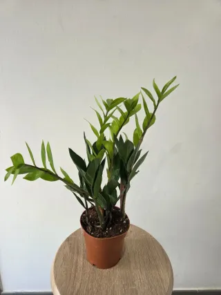 Planta Zamioculca 41 cm