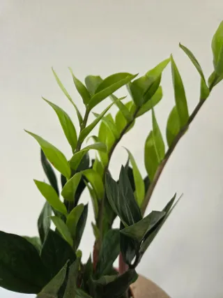 Planta Zamioculca 41 cm