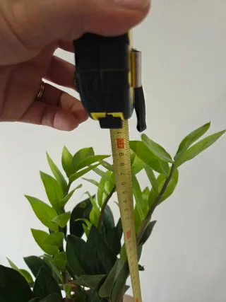 Planta Zamioculca 41 cm