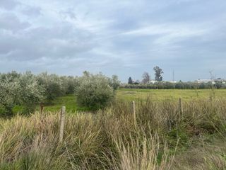 Terreno Rustico en Los Palacios