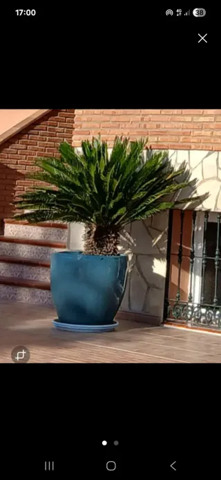 Palmera Cica Grande. Muy ornamental