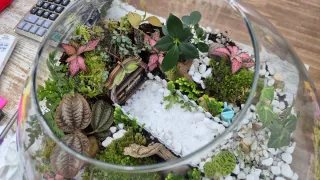 Terrario XXL con plantas y decoración