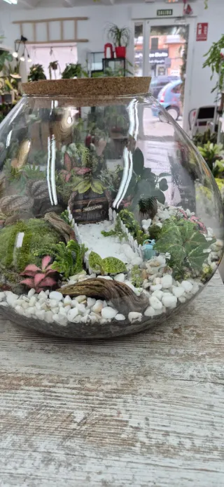 Terrario XXL con plantas y decoración