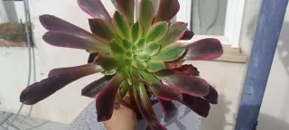 Aeonium suculenta variegada