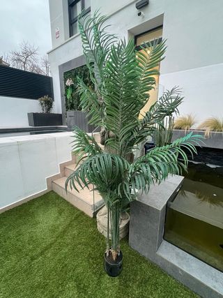 Planta decorativa de interior o exterior