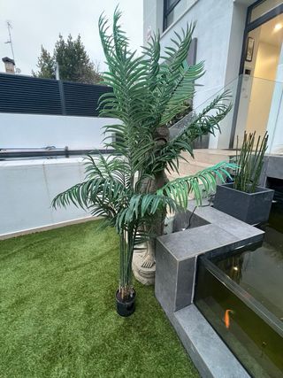 Planta decorativa de interior o exterior