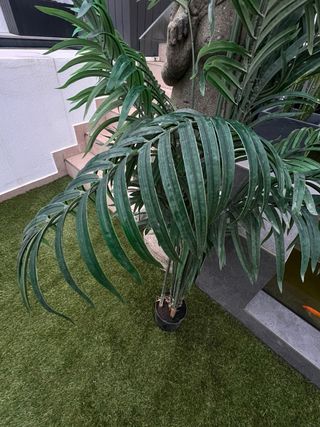 Planta decorativa de interior o exterior