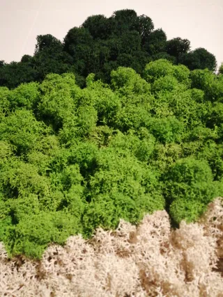Pannello muschio stabilizzato vero