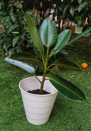 Planta Ficus en maceta blanca
