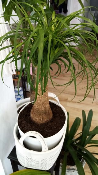 Planta interior/exterior “Pata de elefante”