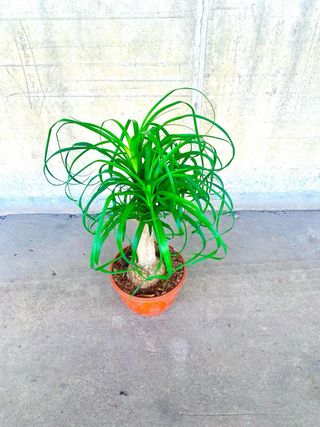 Planta interior/exterior “Pata de elefante”