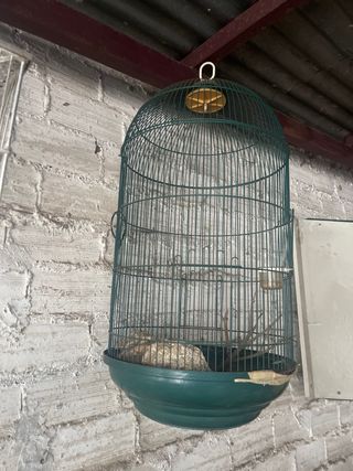 Jaula para agapornis verde