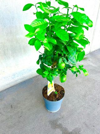 Planta interior/exterior Limonero