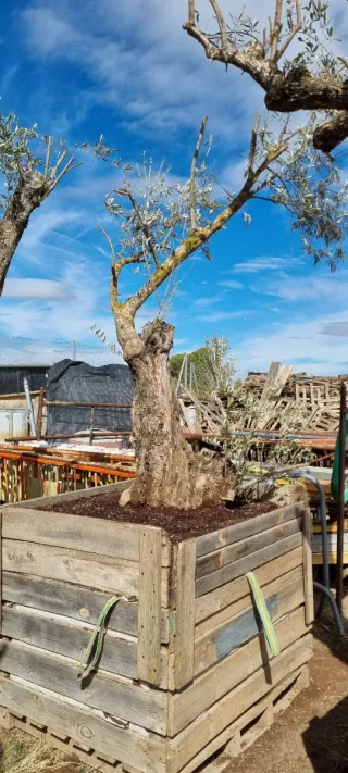 Olivo Centenario en Maceta