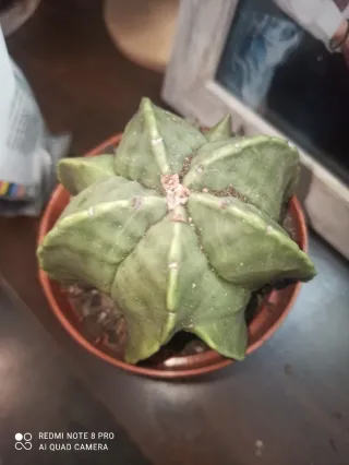 Planta de Cactus Astrophytum