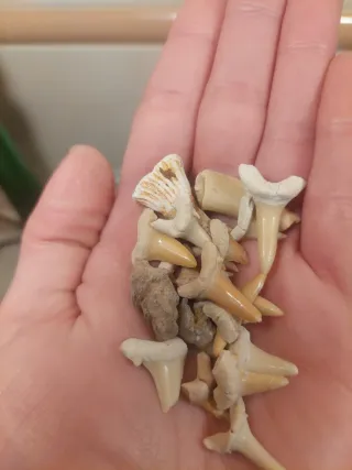 Fósseis Dentes Tubarão