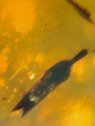 Insectos Fósiles en Ámbar, 10/18/8