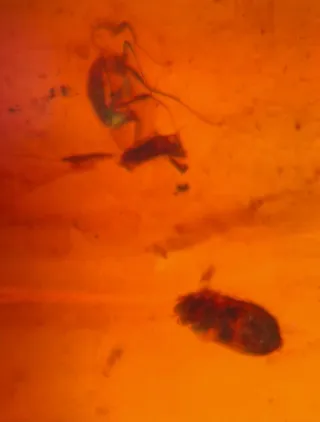 Insectos Fósiles en Ámbar, 10/18/8