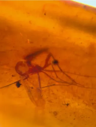 Insectos Fósiles en Ámbar, 10/18/8