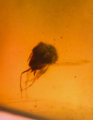 Insectos Fósiles en Ámbar, 10/18/8