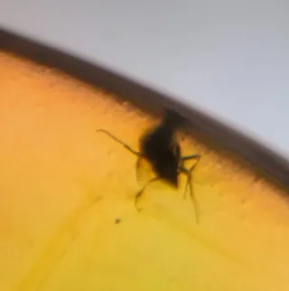 Insectos Fósiles en Ámbar, 10/18/8