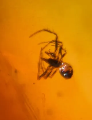 Insectos Fósiles en Ámbar, 10/18/8