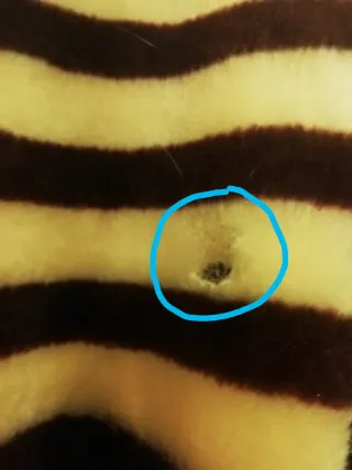 Costume da ape La Boutique del Costume