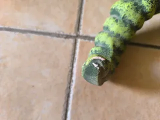 Bandeja decorativa de cerámica con forma de gusano