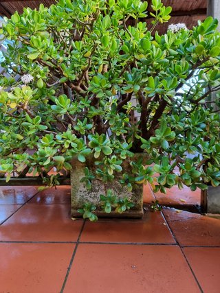 Maceta, jardinera de piedra
