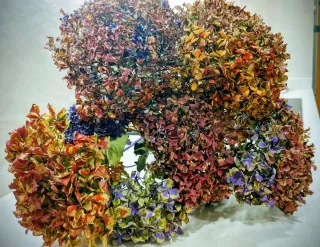 Hortensias secas de colores