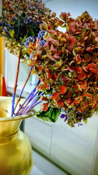 Hortensias secas de colores