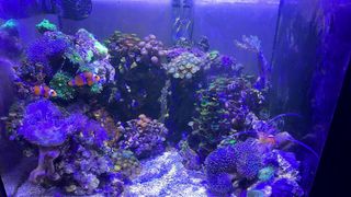 Acuario 60L Agua Salada