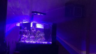 Acuario 60L Agua Salada