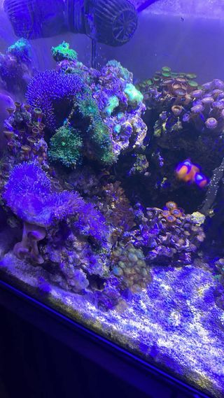 Acuario 60L Agua Salada