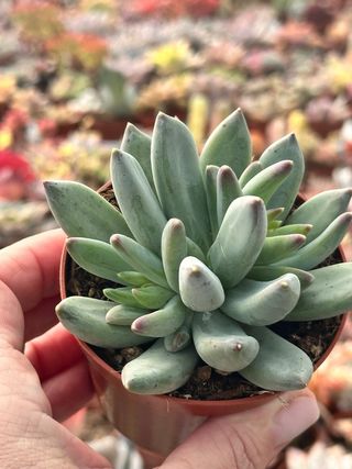 Suculenta Echeveria