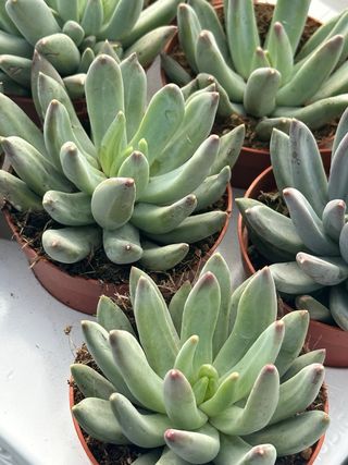 Suculenta Echeveria