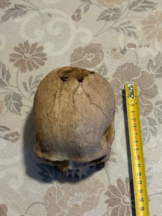 Teschio decorazione terrario