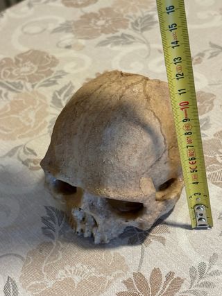 Teschio decorazione terrario