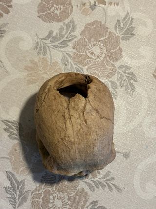 Teschio decorazione terrario