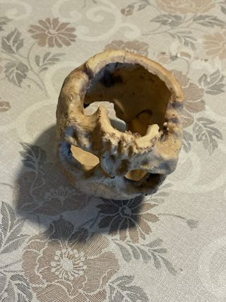 Teschio decorazione terrario