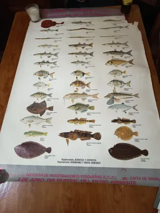 Cartel Peces del Litoral Gaditano