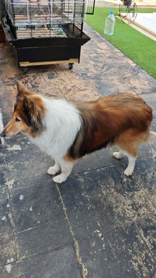 Servicios de peluquería canina