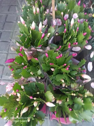 Planta de Navidad con flores rosas