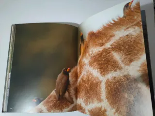 The Essential Africa - Michael Poliza