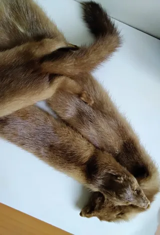 Bufanda o cuello de piel auténtica