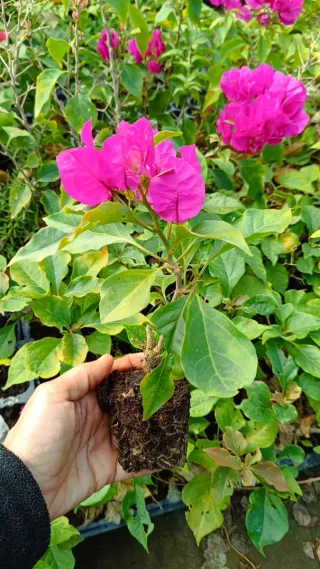 Lote para Álvaro de Buganvillas