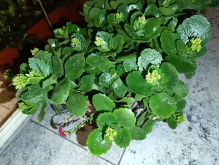 Kalanchoe Blossfeldiana Planta