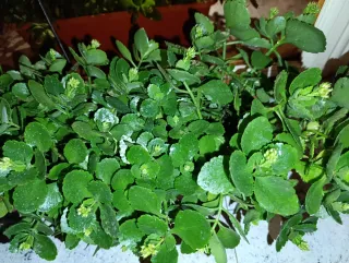Kalanchoe Blossfeldiana Planta