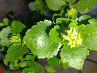 Kalanchoe Blossfeldiana Planta